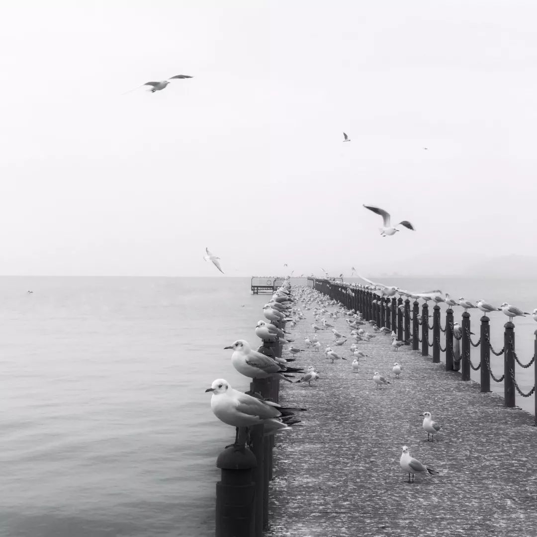 iphone手机拍照操作指南,iphone实况拍照有什么用