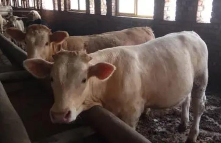 小牛犊粪便干燥带脓怎么治,牛粪便带吐沫样怎么回事