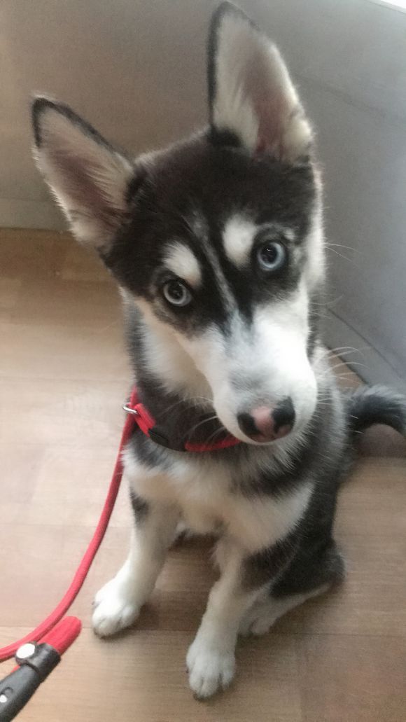 我家二哈七个月不长高怎么回事,我家二哈不长高怎么回事