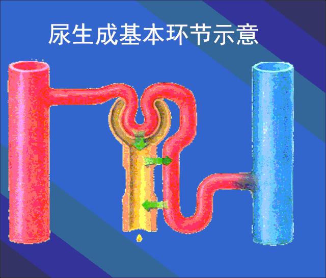 肾虚吃腰子能补肾吗,肾亏腰疼吃枸杞有用吗