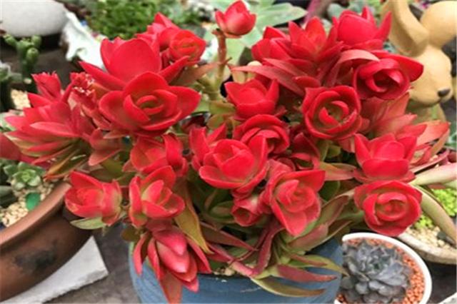 多肉火焰养护,多肉植物大红火祭养法