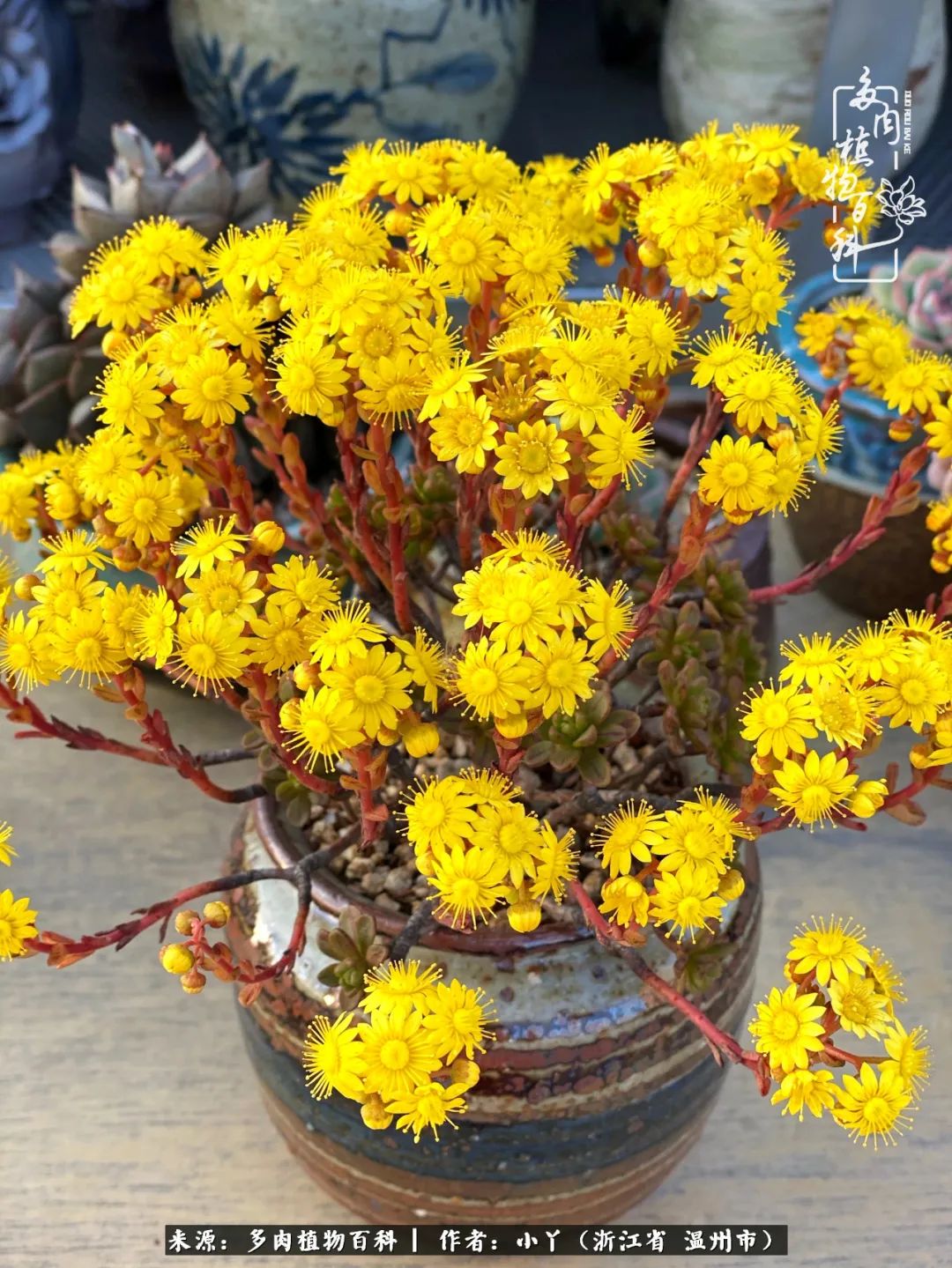 祖上无院家里无矿，一腔浪漫情怀付诸楼顶造花