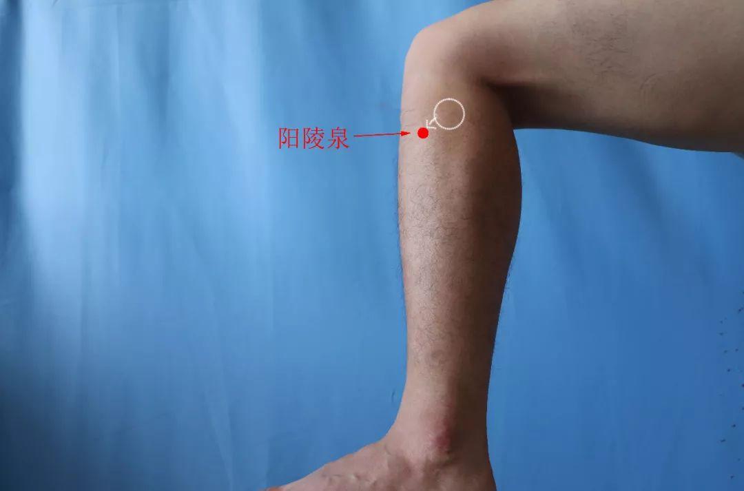 研究阳陵泉和阴陵泉的穴位,阳陵泉穴位的功效与作用
