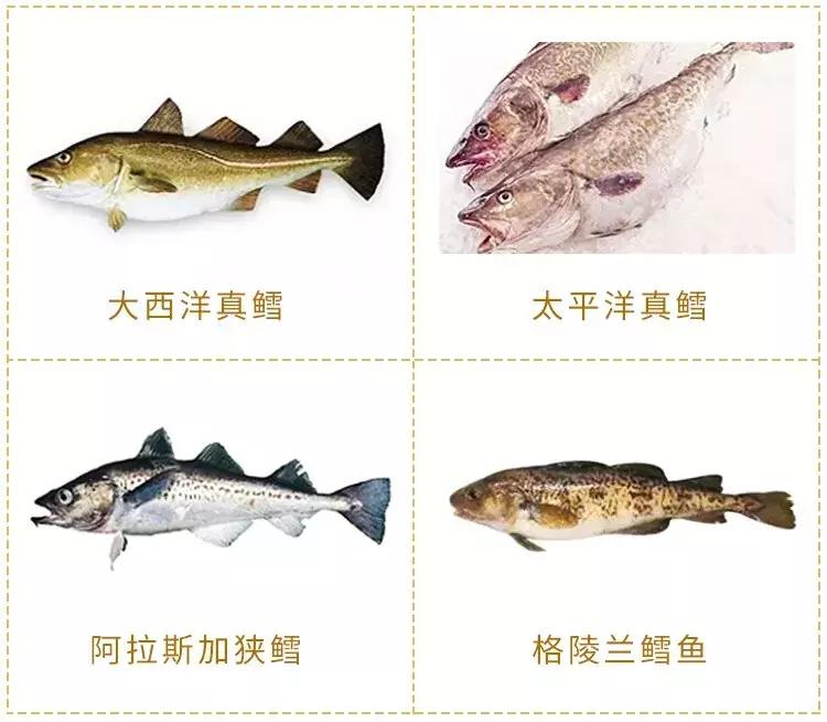 可恶！娃吃鳕鱼竟拉“黄油”！专业人士告诫：你买的鳕鱼是假的！