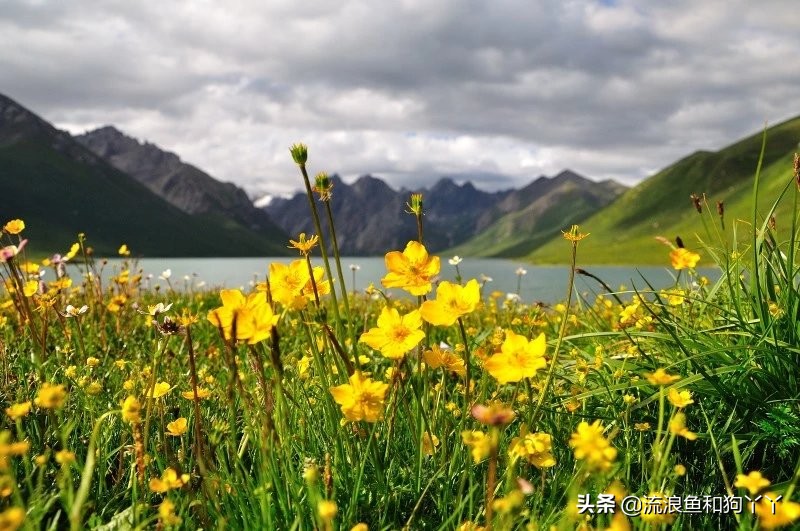 年保玉则现在开放了吗,年保玉则为啥被封