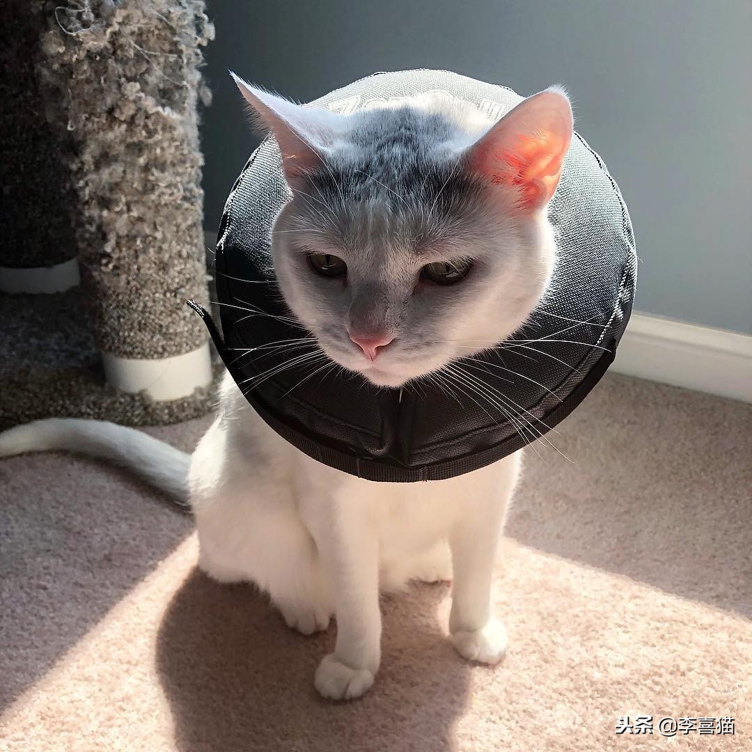 绝育手术一般有哪些项目,绝育手术看着很简单