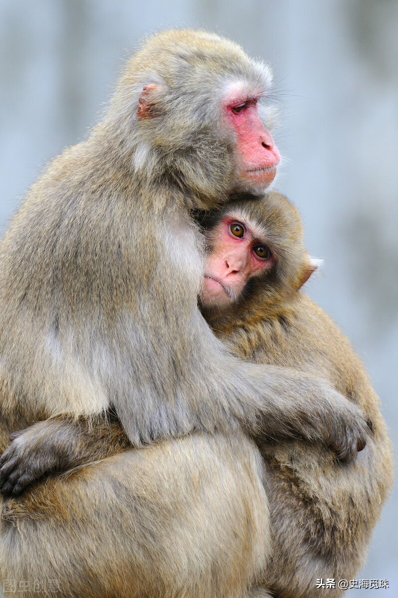 一个女人的日本推理小说,日本推理小说小女孩