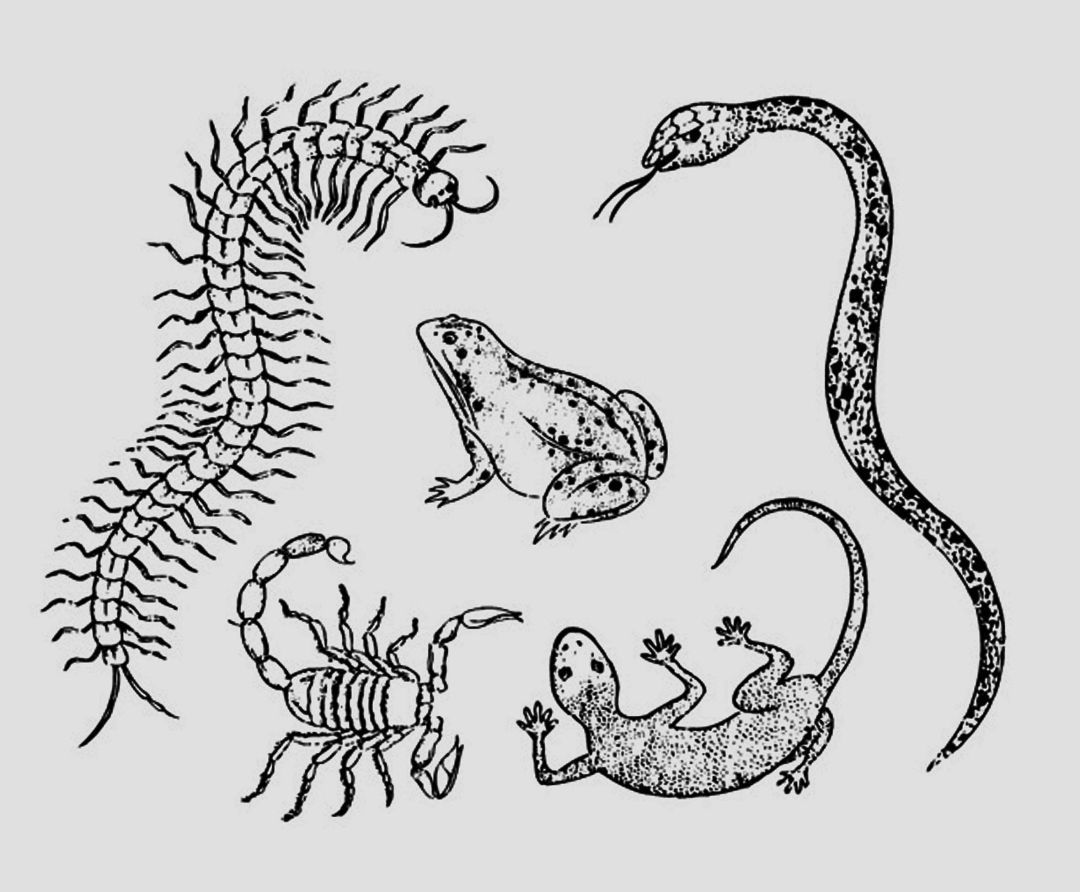 人畜无害的壁虎为什么无毒,壁虎为什么成为五毒之首