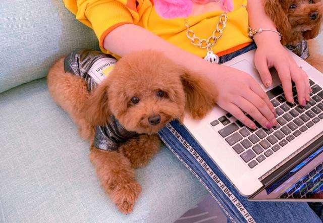 泰迪狗为什么特别黏人,泰迪犬怎么可以和它相处融洽