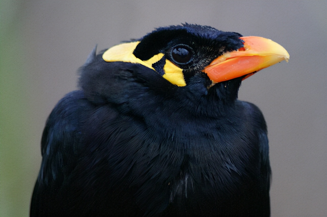 适合老年人养的小宠物,老年人适合养的宠物有哪些品种