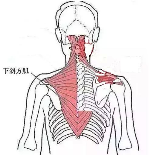 内衣带一直掉为什么,无肩带内衣总是往上滑怎么办