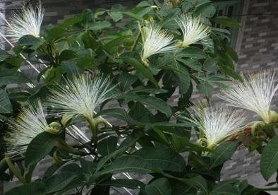 想让发财树长高怎么办,发财树怎么浇水才能活得更长