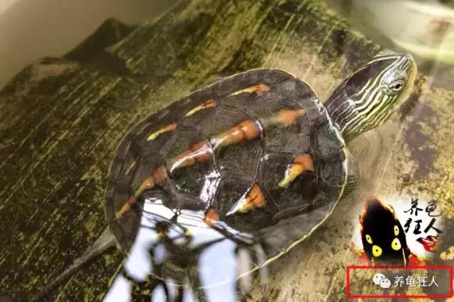 中华花龟和台湾花龟有什么区别,斑纹草龟和普通草龟的区别