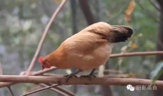 全世界的鸡都在这了，有你认识的吗？
