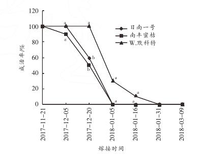 柑橘嫁接成活接穗处理,嫁接柑橘的接穗如何选择视频