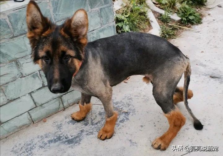 主人给狗狗剪的新造型,主人给狗剪新造型视频