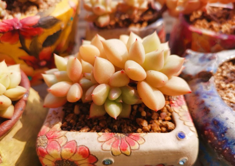 养多肉的感悟熬过冬季,象牙多肉养护方法