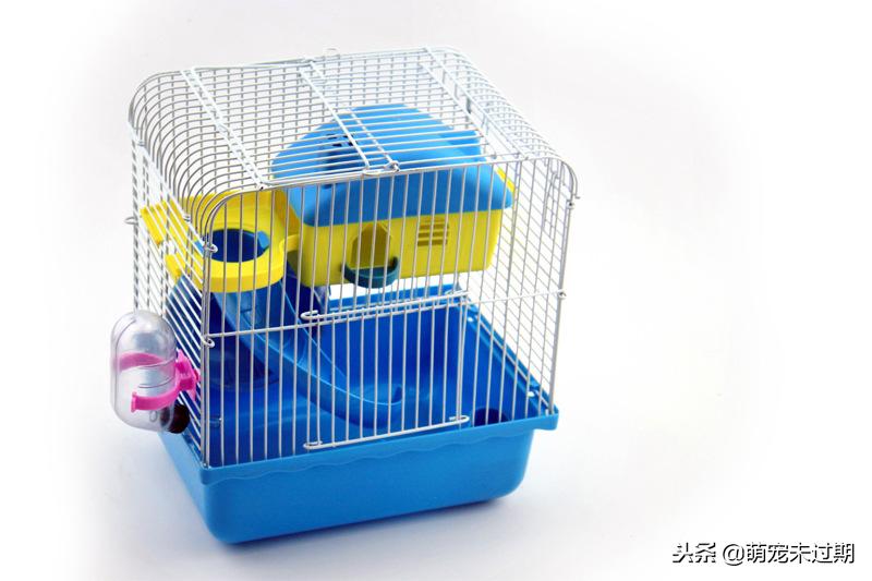 仓鼠宝宝刚生下来怎么照顾,母仓鼠怀孕了该怎么照顾