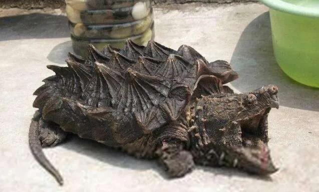 新手养龟最适合养哪些龟,最适合新手养的三种龟