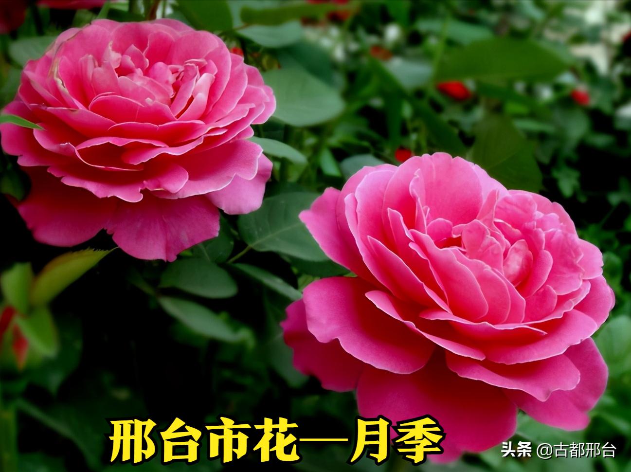 澳大利亚地图像中国吗,澳大利亚地图为什么没有全面展示