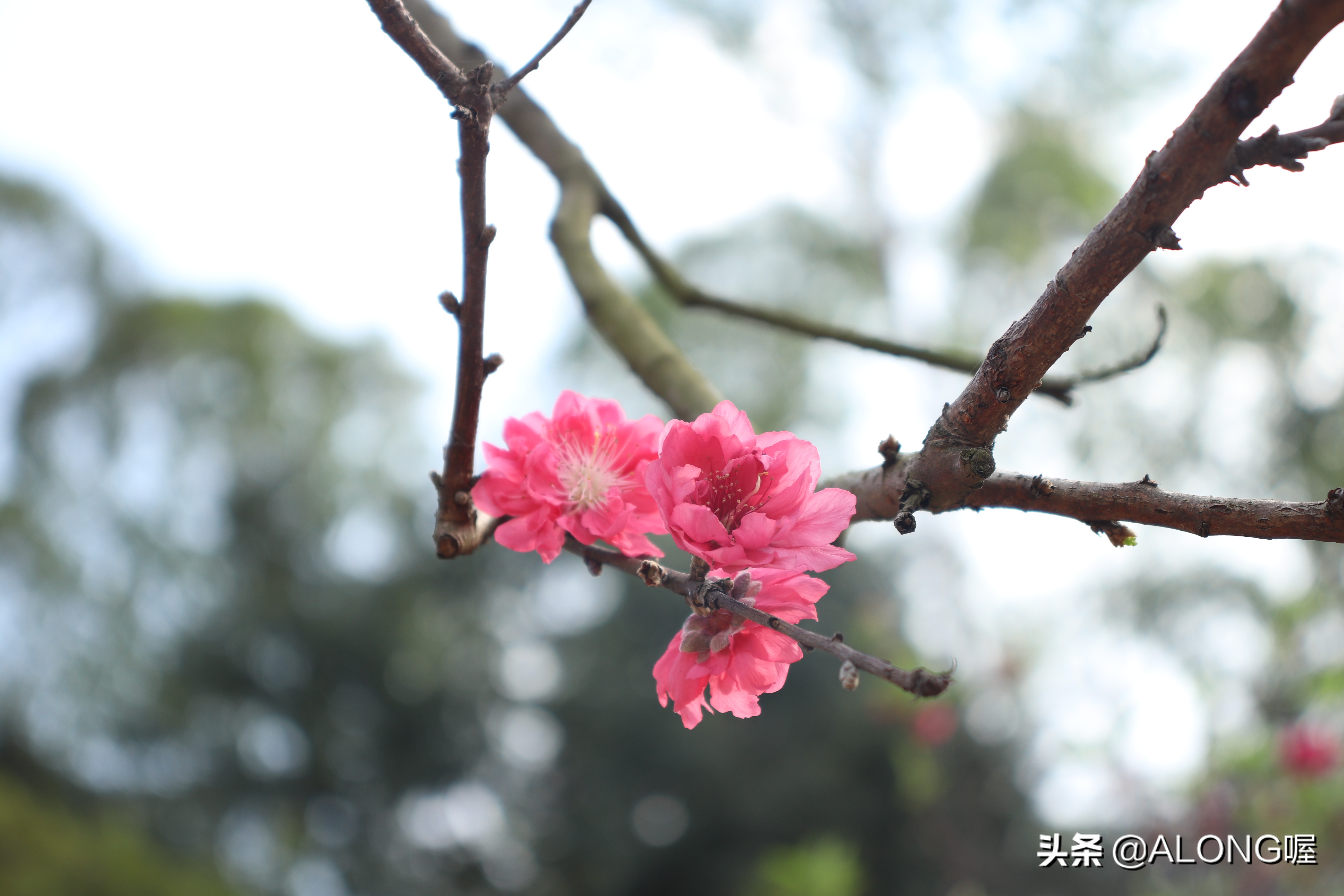 佳能77d相机入门教程,佳能77d配哪个镜头比较好