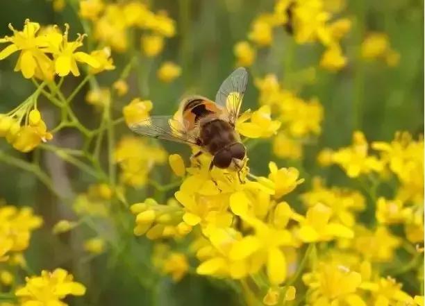 最适合赏花的花,视觉盛宴五种赏花名花供您选择