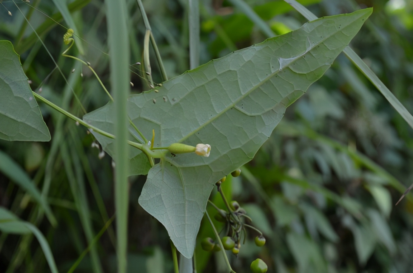 百种果子简介,百种果实图片