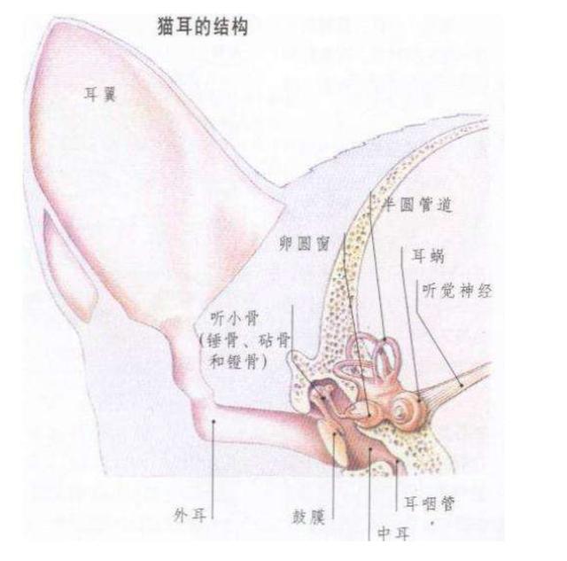 猫咪洗澡耳朵进水怎么办,猫咪洗澡耳朵进水发炎感染