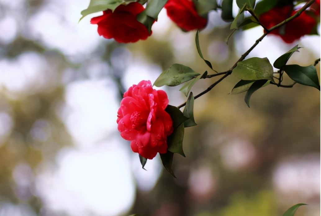 蒂尔菲娜流金岁月美肌霜,蒂尔菲娜流金岁月面霜80g