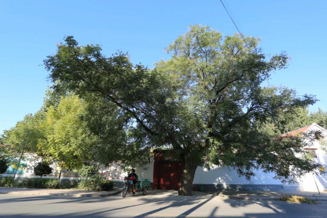 赏鹊林叠翠游魅力李鹊——“好品李鹊”杯短视频大赛开始啦