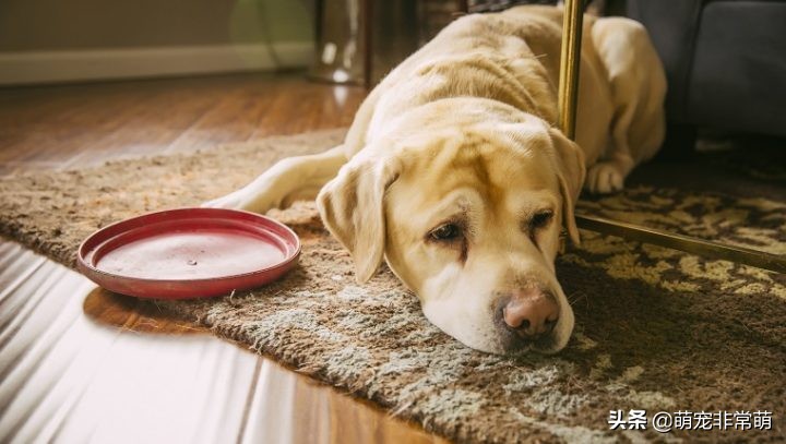 狗狗肝癌晚期临死七大症状,狗狗肝癌吃什么药