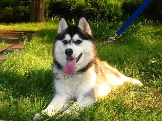 哈士奇真的一点也不傻,哈士奇从来不会让你失望