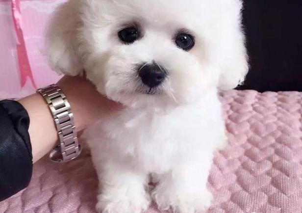 排名前十好养性格温和的狗狗,建议新手养的10种宠物狗