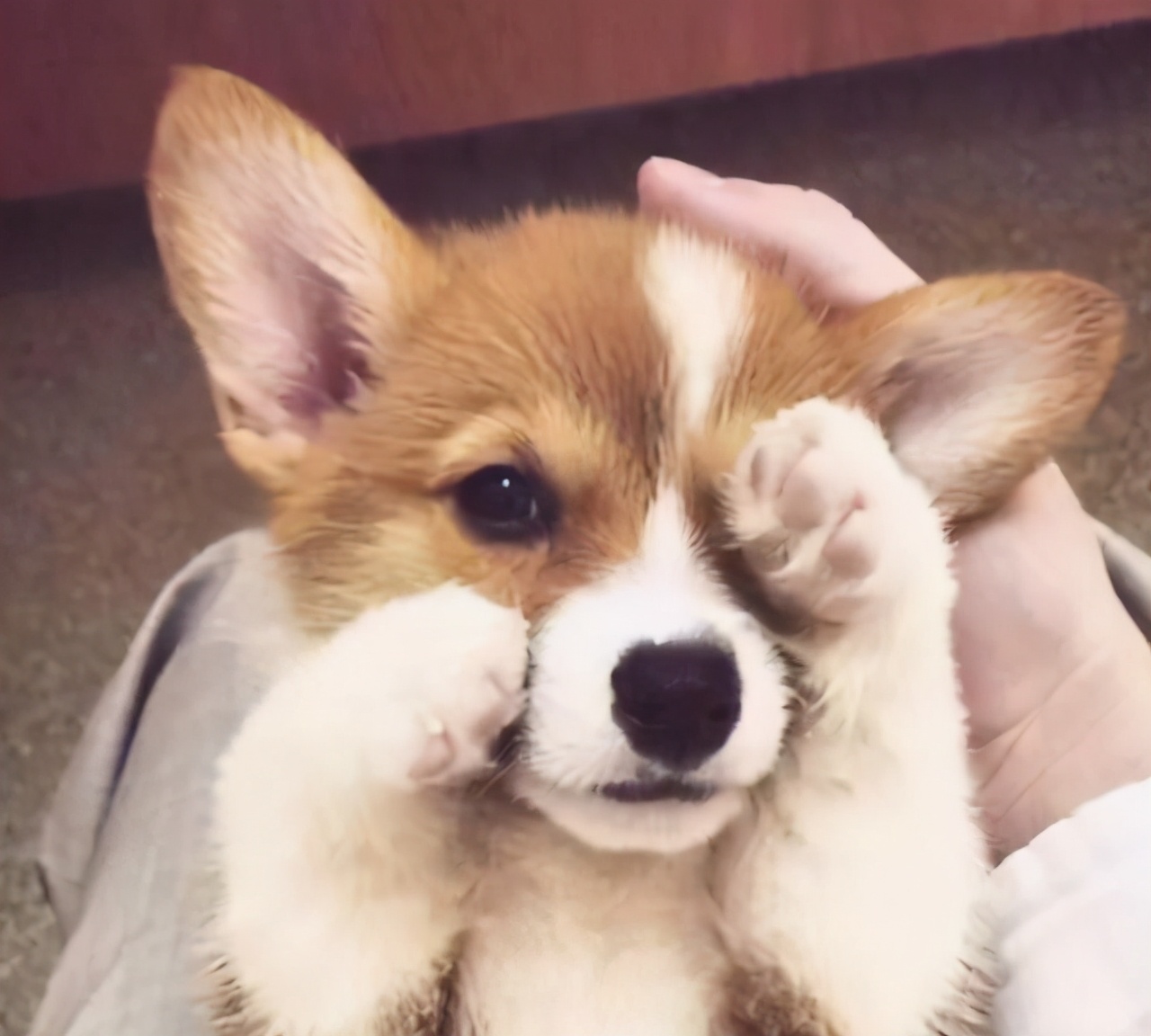 三个月柯基多久认主,柯基三个月一天排几次便正常