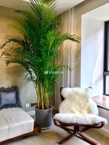 能吸甲醛的植物花卉,吸甲醛的十大植物有哪些