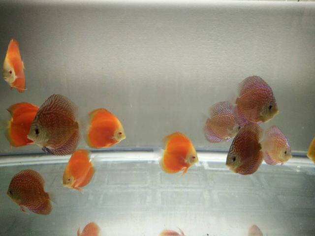 开缸养水三天了水依然浑浊怎么办,鳖缸水质混浊是什么原因