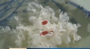 椴佽彍鍏ぇ鑿滅郴鑻辨枃,鍏ぇ鑿滅郴涓哄暐椴佽彍