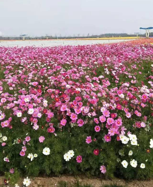 山东德州旅游小镇,山东德州市齐河县景区