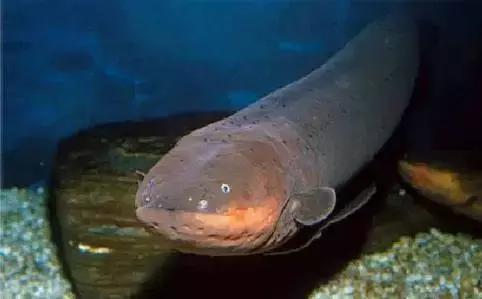 电鳗的电有多大,电鳗可以用自己的电力飞起来吗