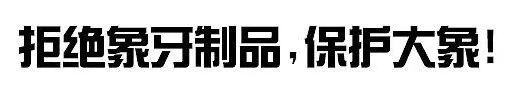 原皮猛犸象牙整牙视频,猛犸象牙是什么东西