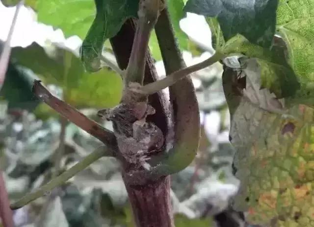 夏黑葡萄各个时间防哪些虫害,葡萄14种常见虫卵图解