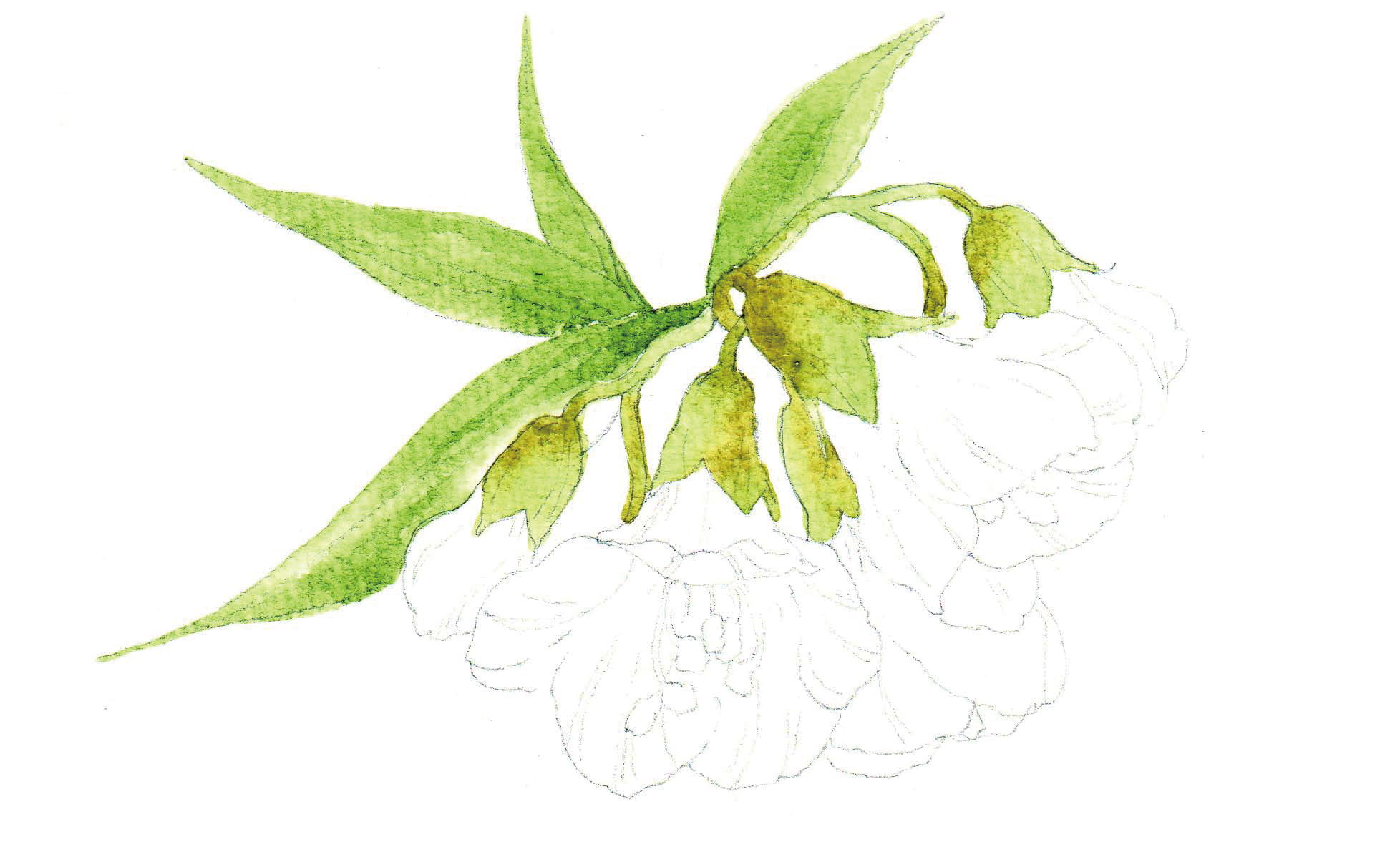 清爽又干净的水彩花卉手绘,学习水彩花卉画法步骤