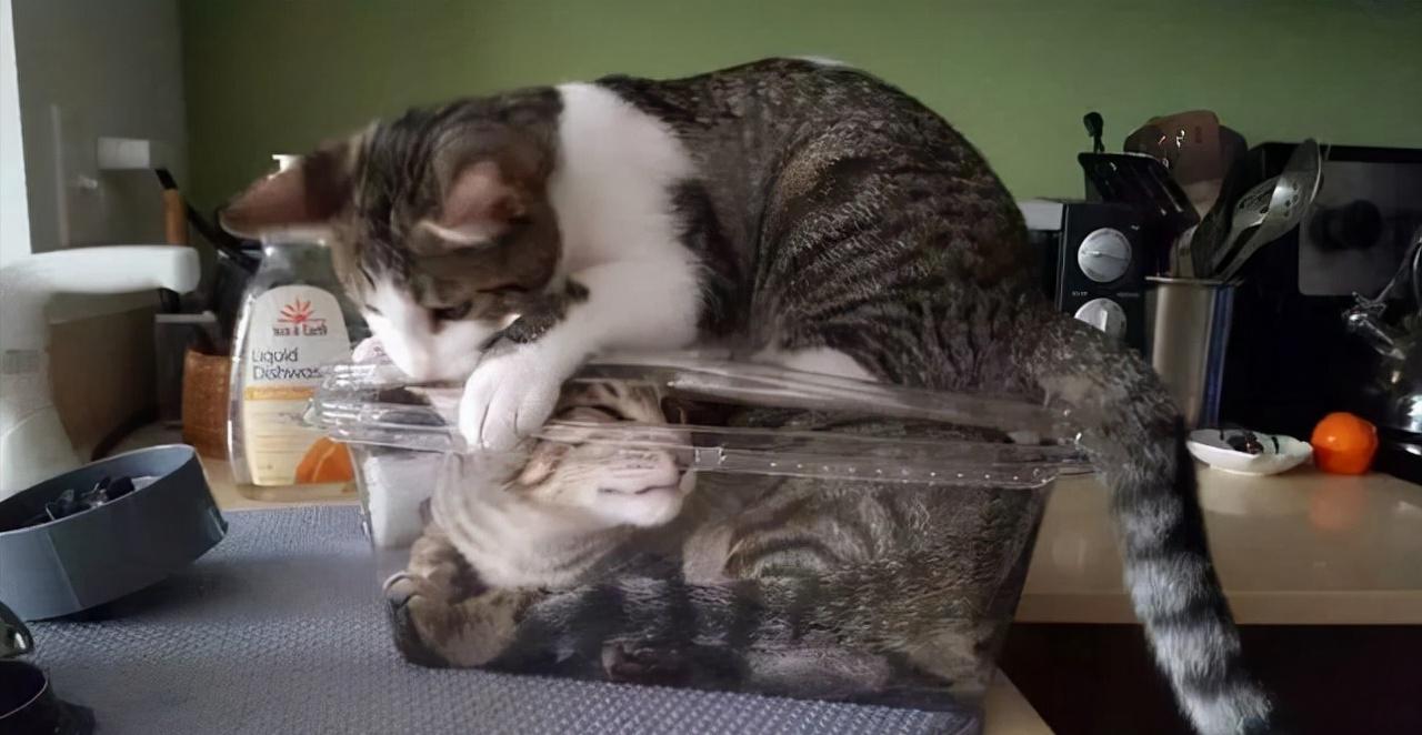 看了这一届网友晒出来的“2猫生活”，相爱又相嫌，好萌又好暖