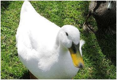 养鸭常见问题,养鸭怎样养才不会得肺炎