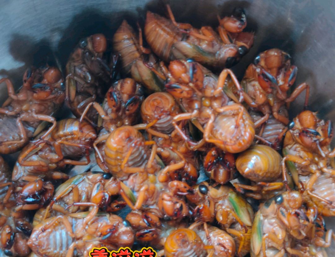 芜湖一男子鱼没钓到，却逮了一盆金蝉，网友：这玩意，吃不起