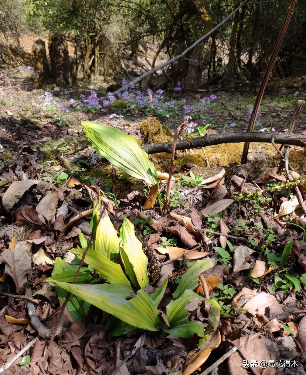 杜鹃兰属于几级保护植物,杜鹃兰品种图片