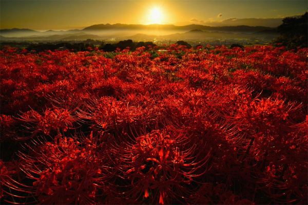 曼珠沙华彼岸花是死亡之花吗,曼珠沙华在墓地里的真实照片