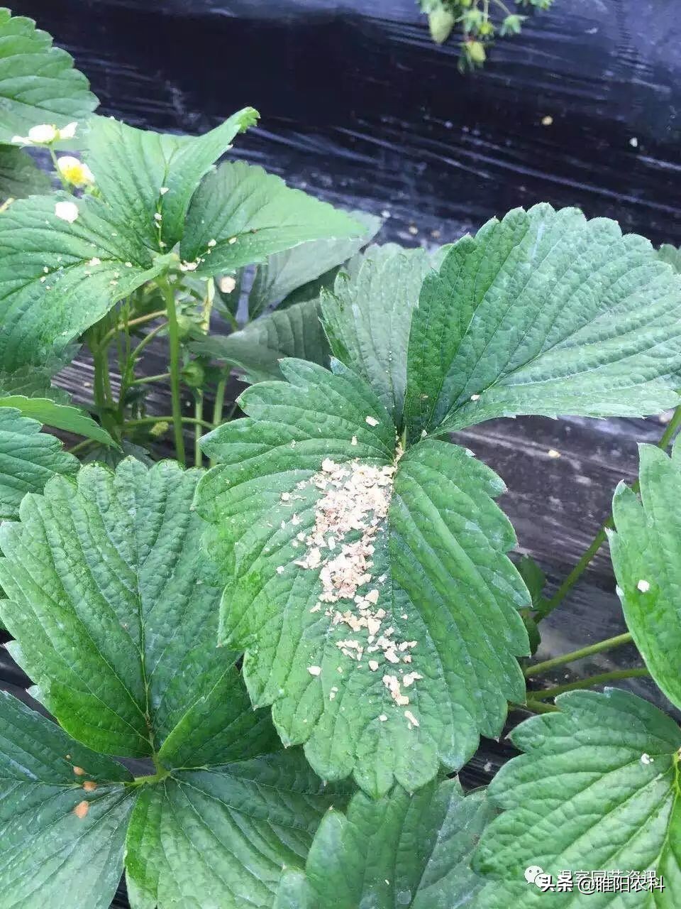 红蜘蛛的治疗与预防,红蜘蛛用什么办法最有效