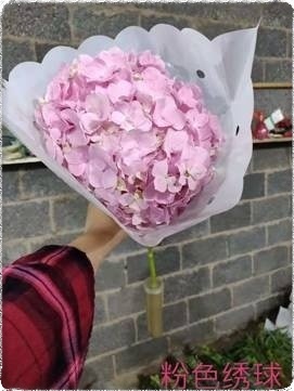 水培绣球寿命,水培绣球花多长时间能生根