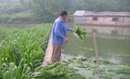 哪些野草喂草鱼长得快,啥子草喂草鱼长得快